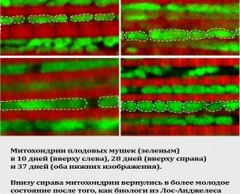 В США нашли способ продления жизни